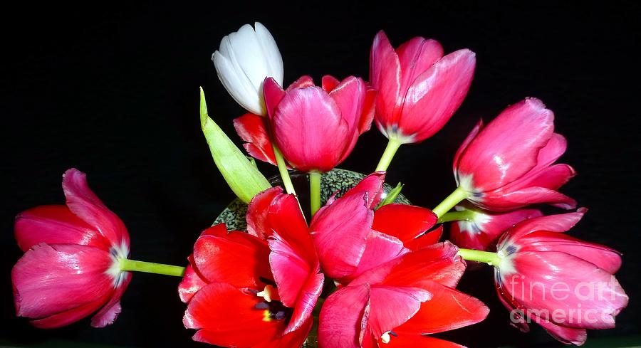 Tulips Night Photograph by Barbie Corbett-Newmin
