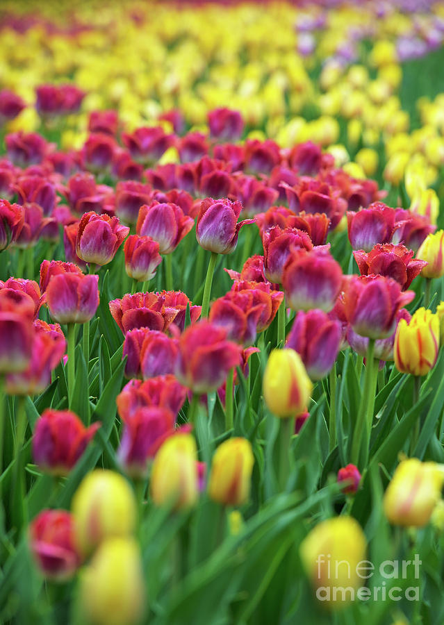 Tulips.. Photograph by Nina Stavlund