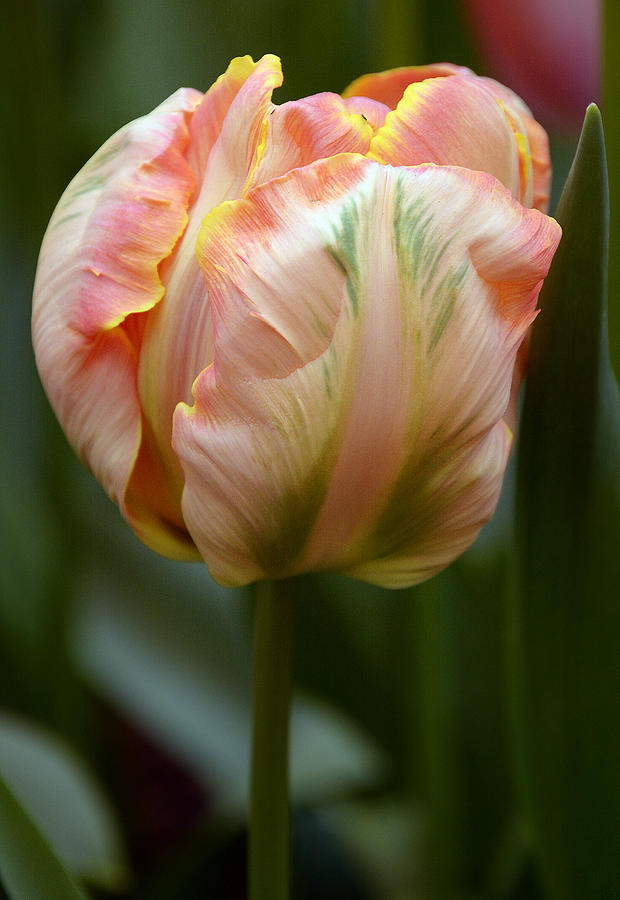 Tulips Photograph by Ti Oakva