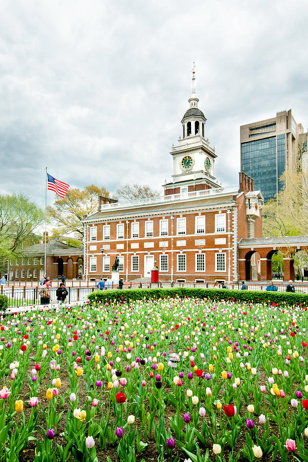 Tulips of Independence Photograph by Greg Fortier