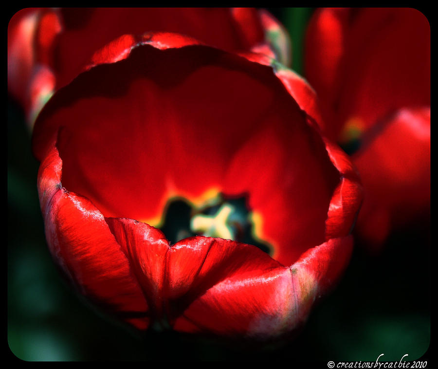 Flower Photograph - Tulips of Love by Cathie Tyler