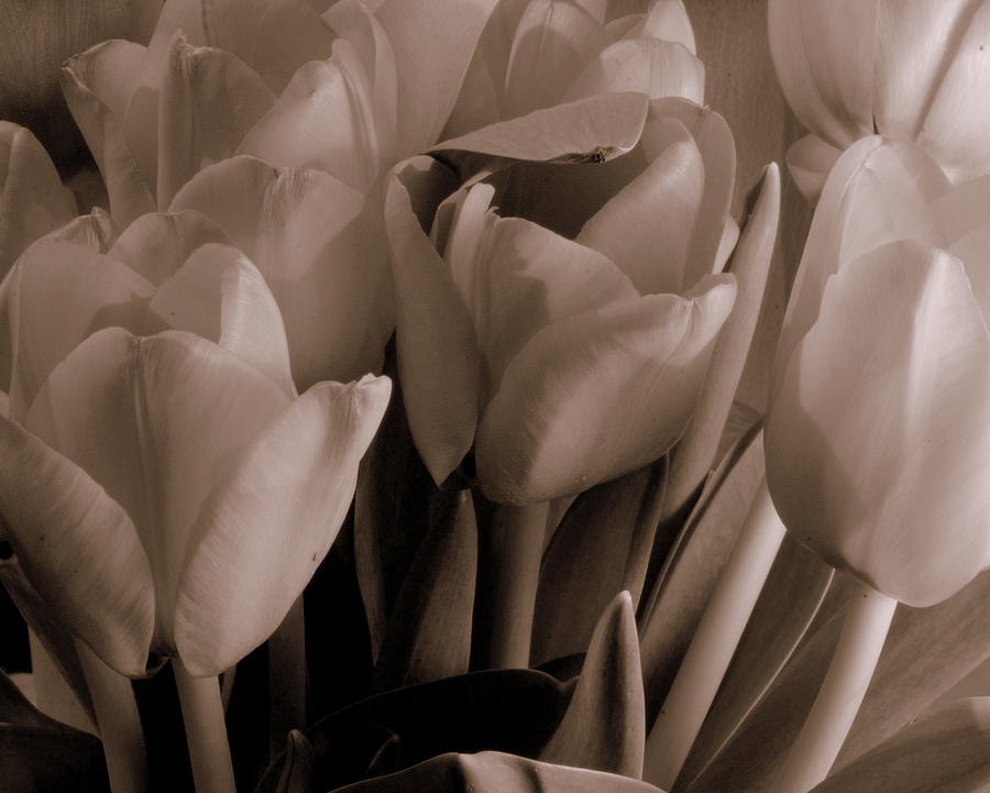 Tulips of Love Photograph by Karen Musick