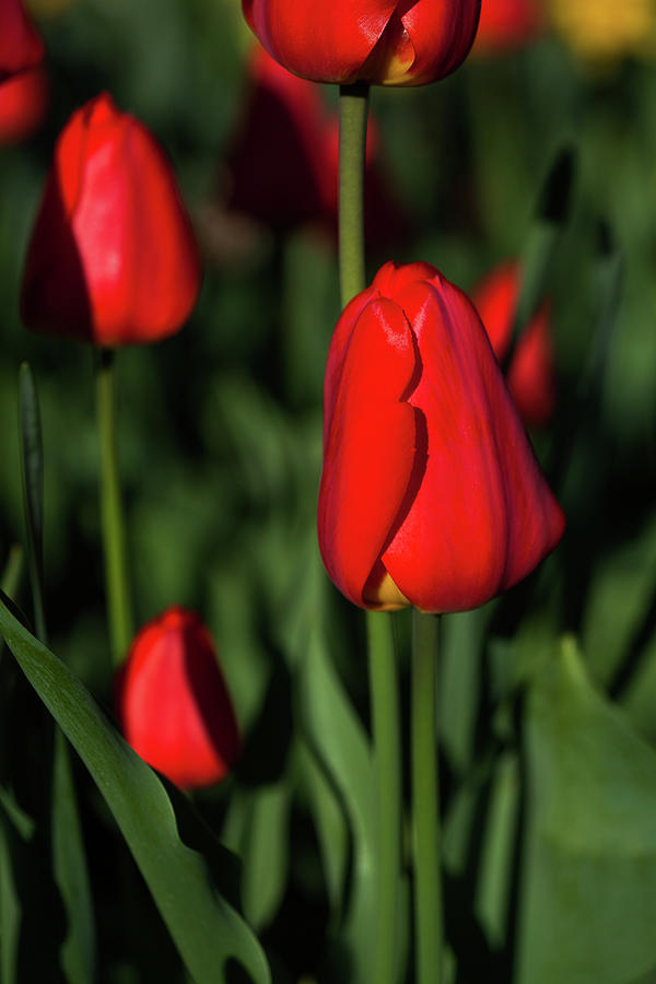 Tulips Of Red Photograph by Karol Livote