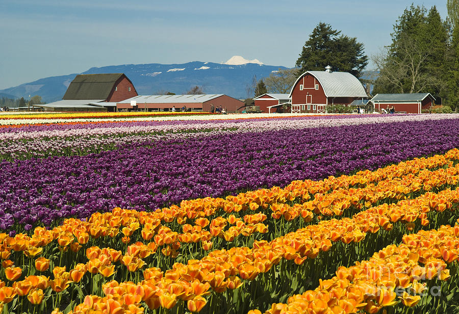 Tulips of Skagit Valley Photograph by Greg Vaughn - Printscapes