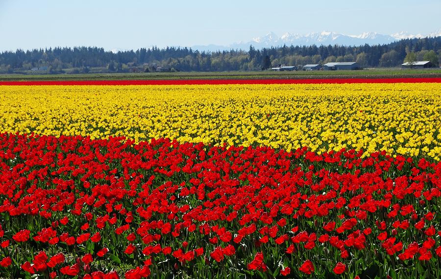 Tulips of the Skagit Valley Photograph by Sandra Peery