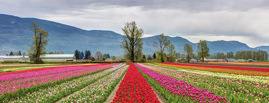 Tulips of the Valley Photograph by Pierre Leclerc Photography