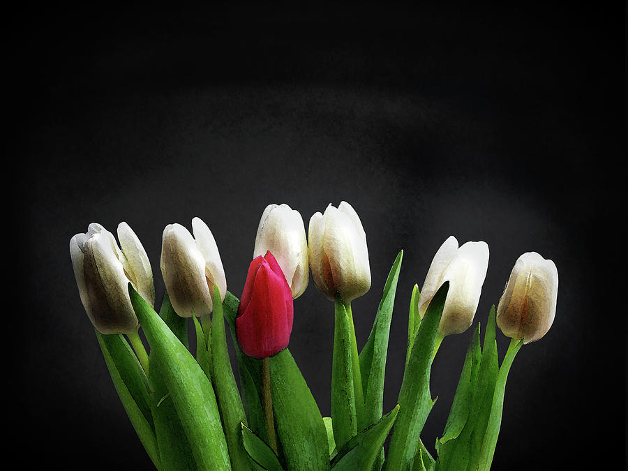Tulip Photograph - Tulips On Black by Mark Rogan