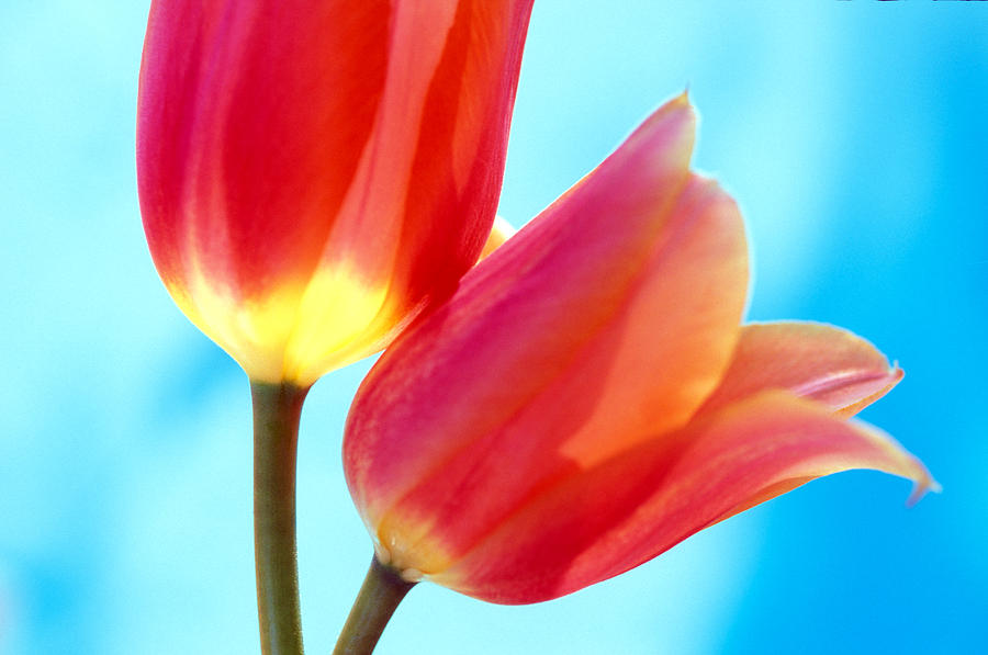 Tulip Photograph - Tulips on Blue 2 by Kathy Yates