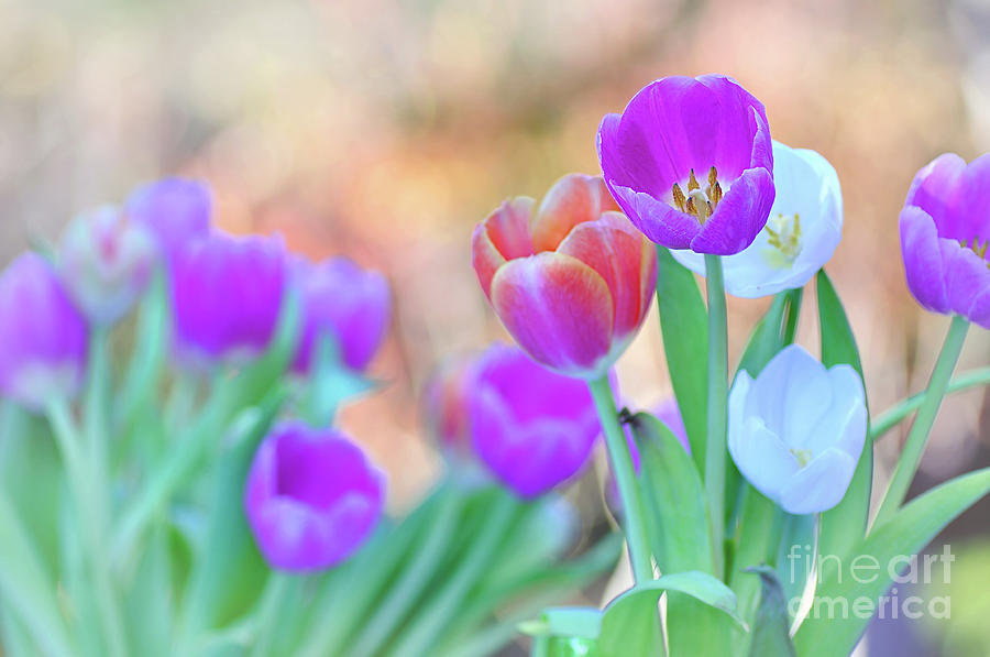 Tulip Photograph - Tulips on Pastel Bokeh by Kaye Menner