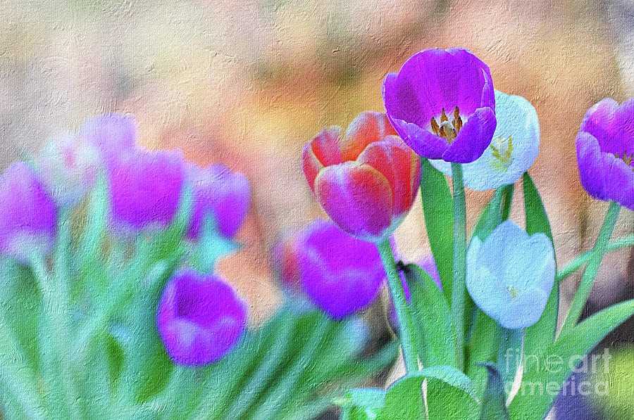 Tulip Photograph - Tulips on Pastel Bokeh Painterly by Kaye Menner by Kaye Menner