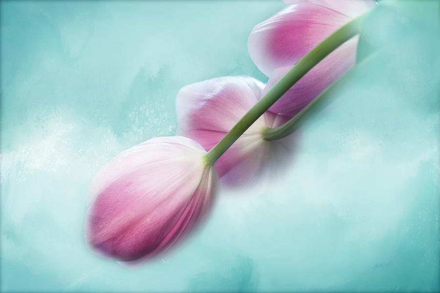 Tulips On Teal Photograph