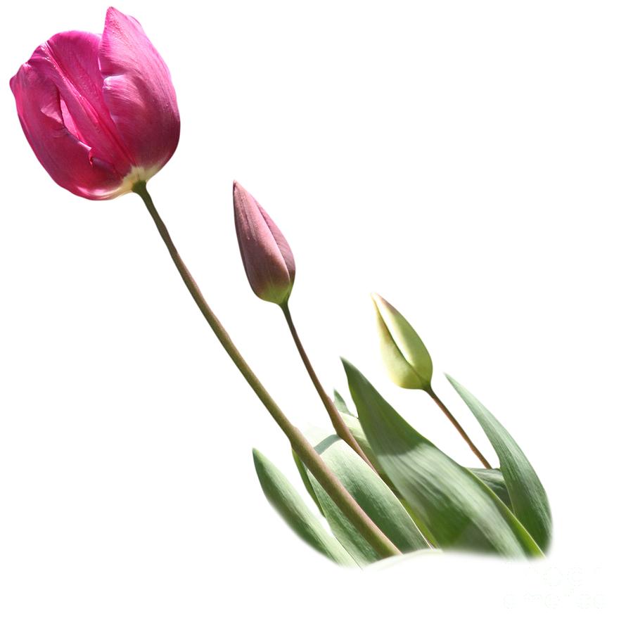 Tulips on Transparent background Photograph by Terri Waters