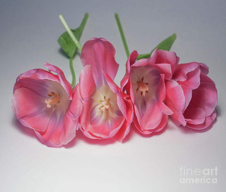Tulips On White Photograph