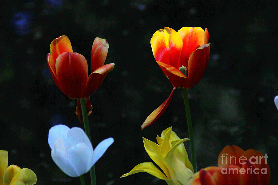 Tulips One Blue 1 Photograph by David Frederick