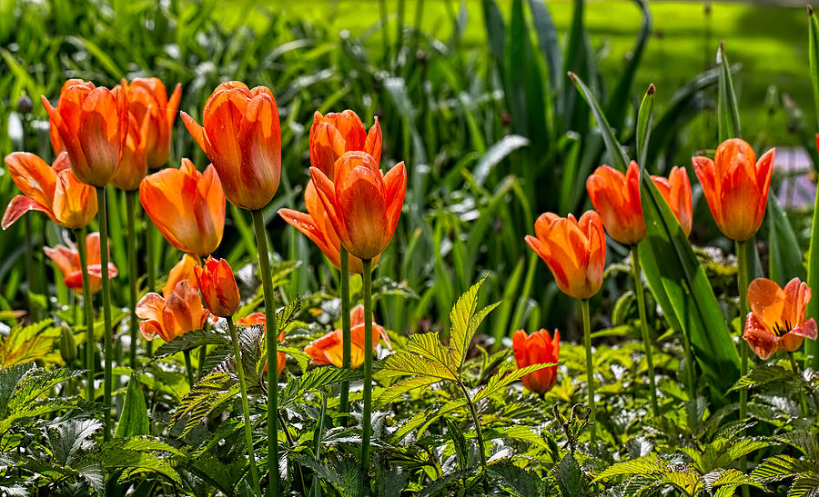 Tulips orange Photograph by Leif Sohlman