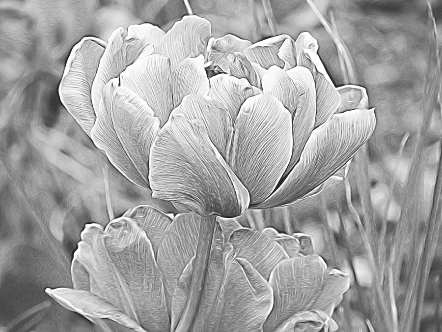 Tulips Painted in Black and White Digital Art by Renette Coachman