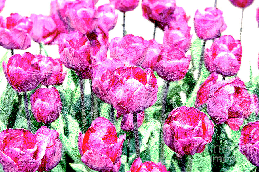 Tulips design Photograph by Patricia Hofmeester