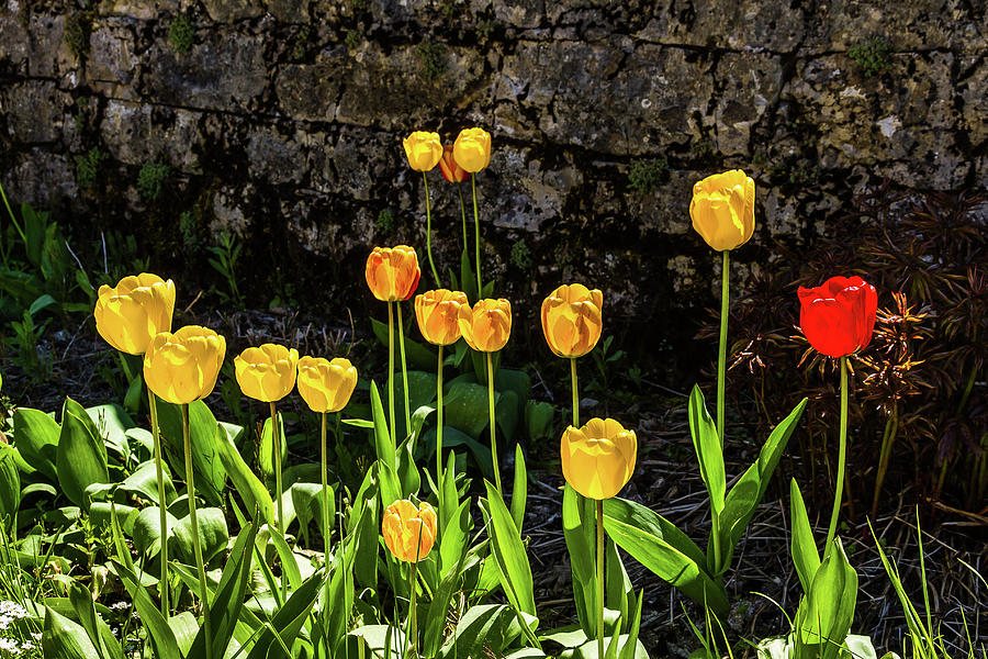 Tulips Photograph by Paul MAURICE