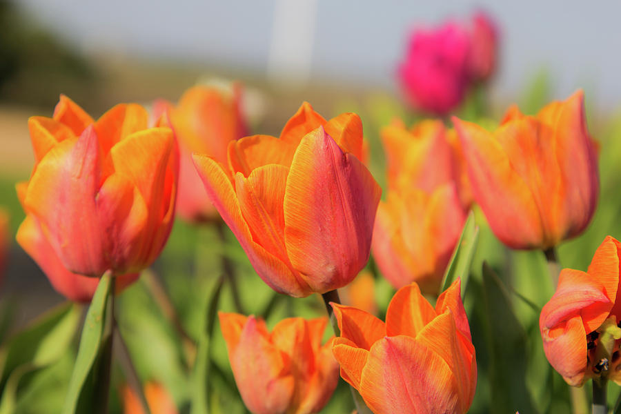 Spring Photograph - Tulips by Peter Bouman