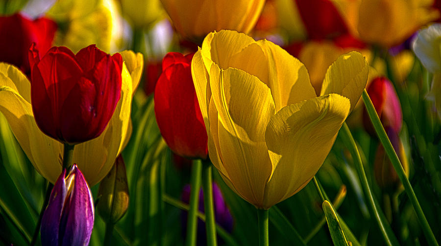 Tulips Photograph by Phil Koch