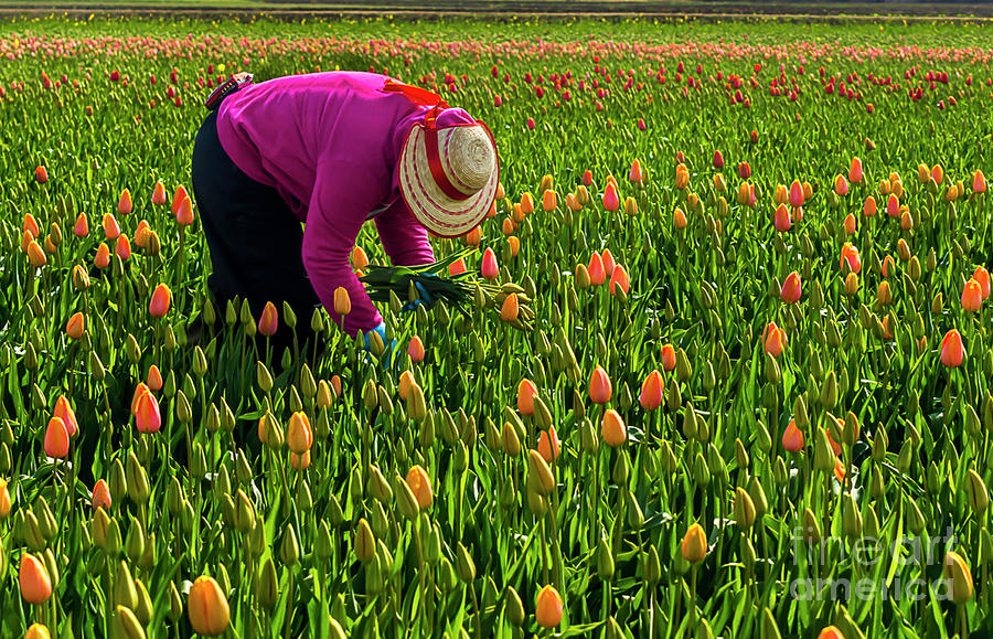 Tulips Picker Photograph by Sal Ahmed