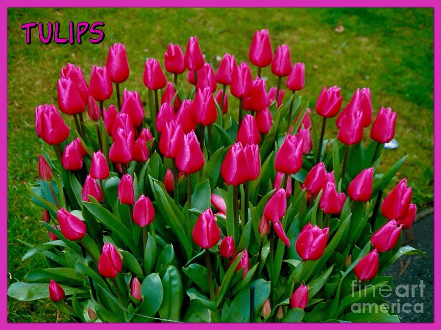 Tulips Poster Photograph by Joan-Violet Stretch