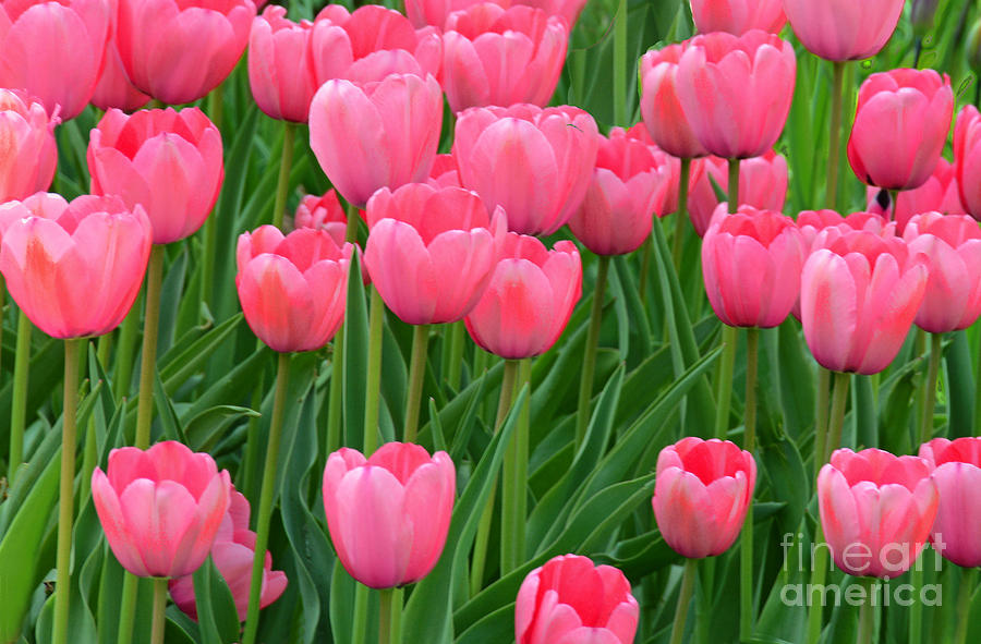 Tulip Photograph - Tulips Pretty in Pink by Regina Geoghan