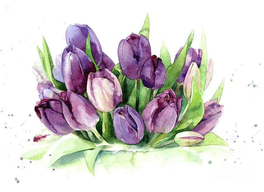 Tulips purple watercolor flowers hand draw. Painting by Mary Pashkova