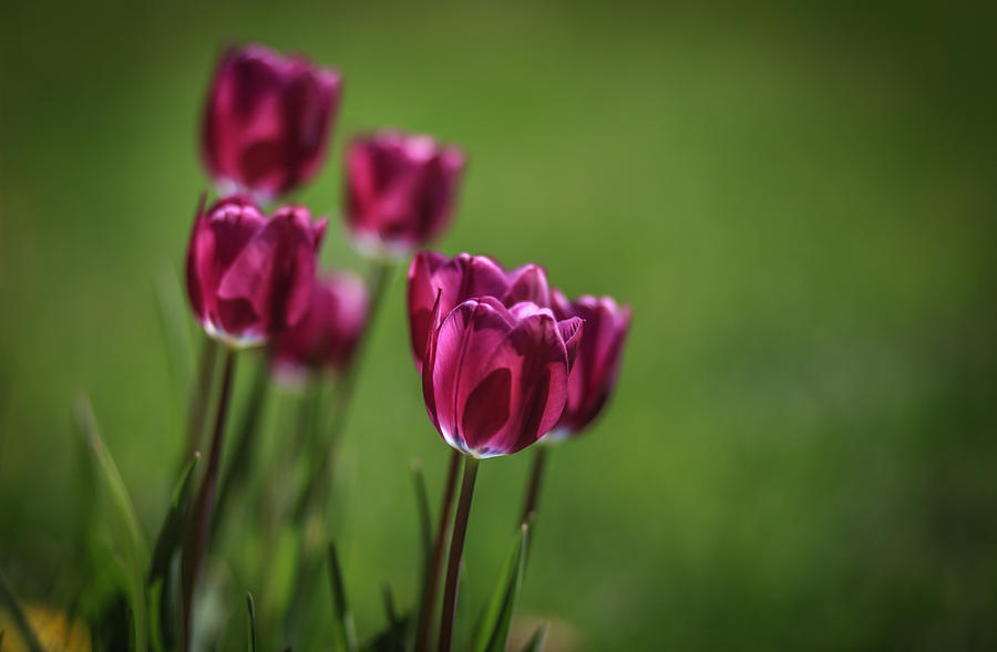 Tulips Photograph by Ray Congrove