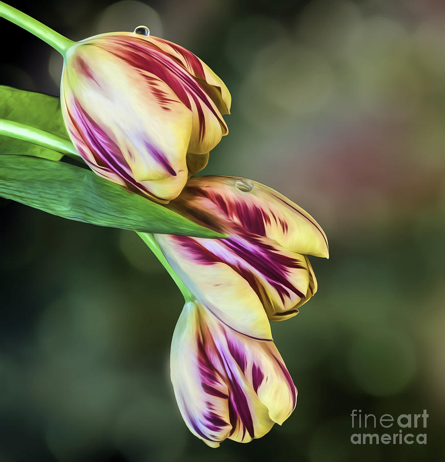Tulips - Red and Yellow Photograph by Shirley Mangini