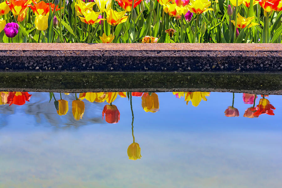 Tulips Reflections Photograph by Nadia Sanowar