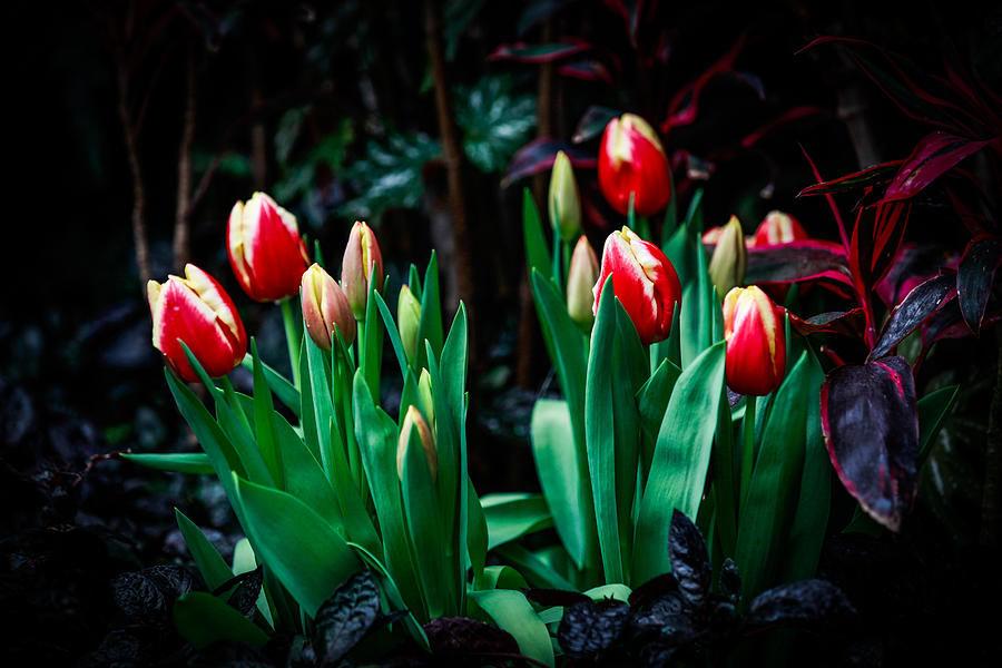 Tulips Rising Photograph by Ray Congrove