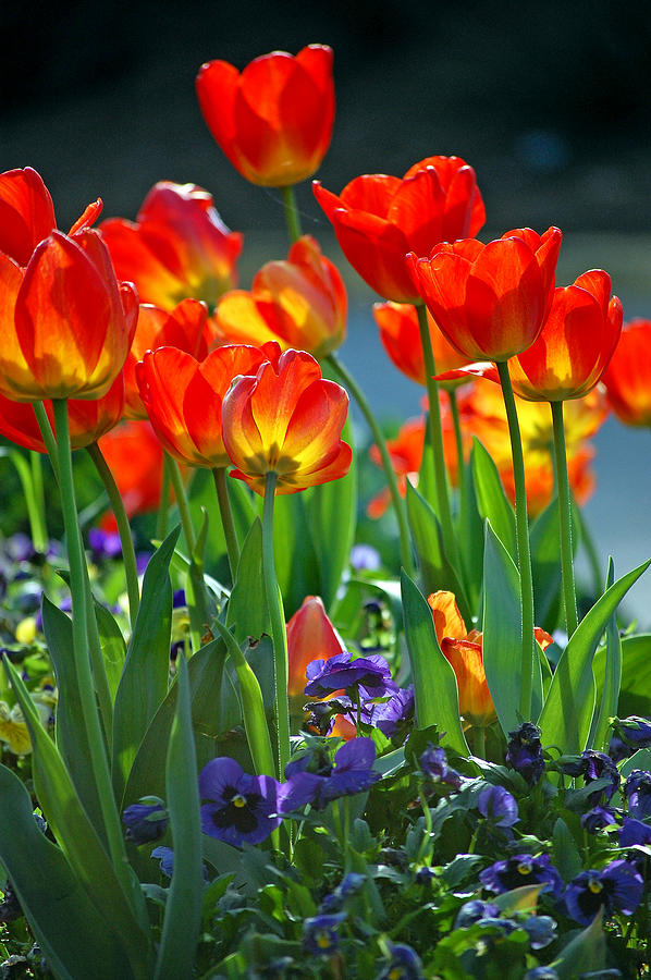 Tulips Photograph by Robert Meanor