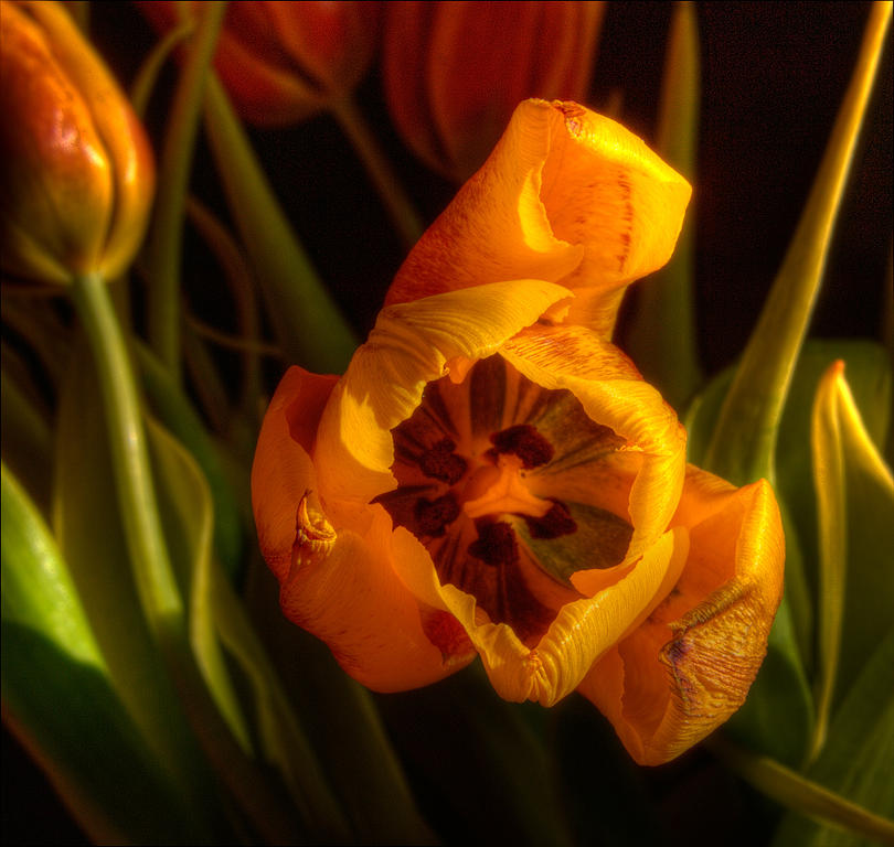 Tulips Photograph by Robert Ullmann