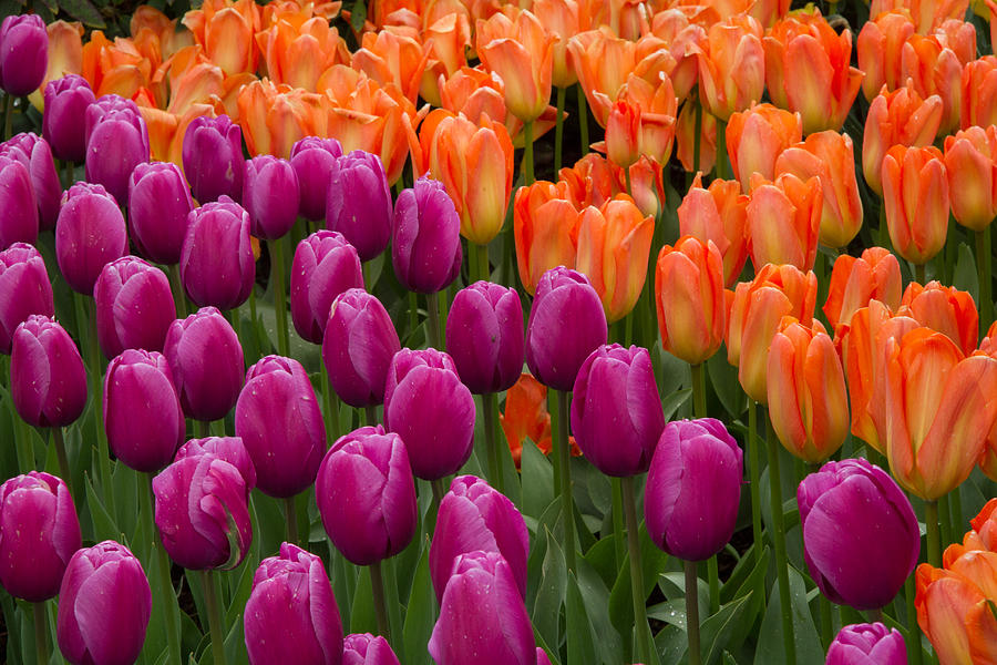 Tulips Photograph by Roger Mullenhour