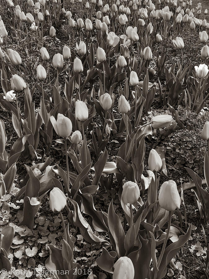 Tulips Sans Color Photograph by Kathi Isserman