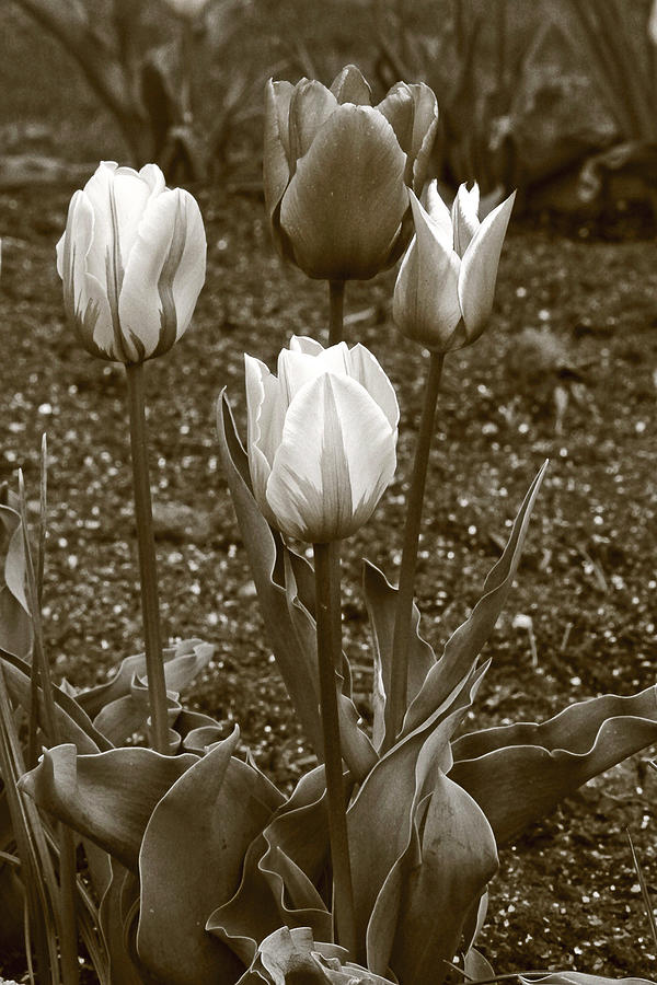 Tulips  Sepia print Photograph by James Steele
