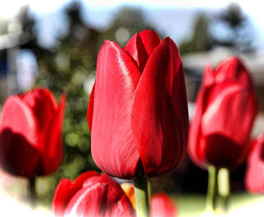 Tulips Photograph by Sergey  Nassyrov