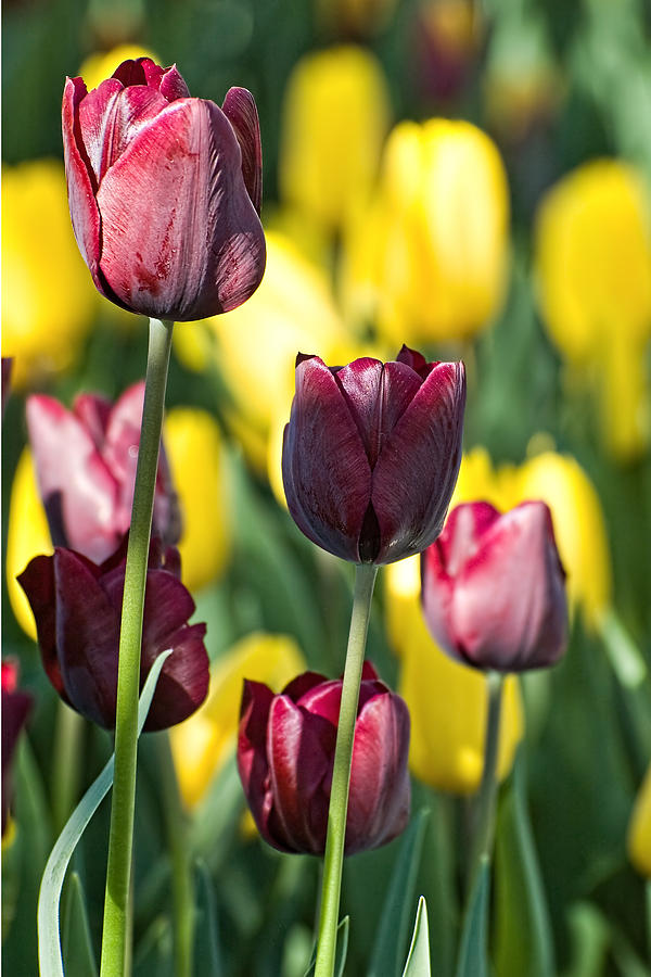 Tulips Series 15 Photograph by Edward Sobuta