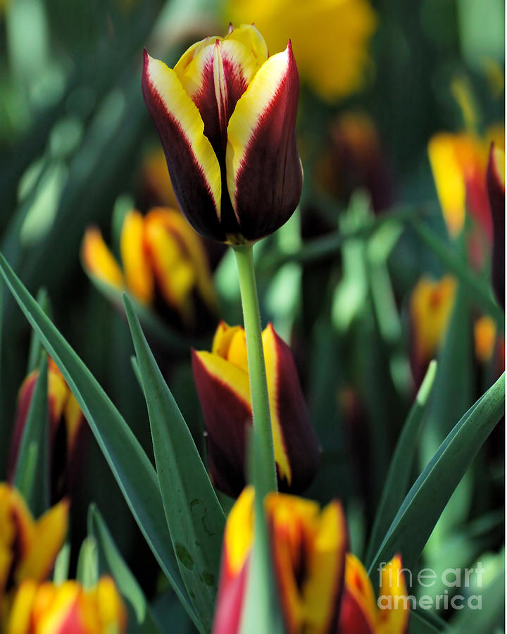 Tulips Series 16 Photograph by Edward Sobuta