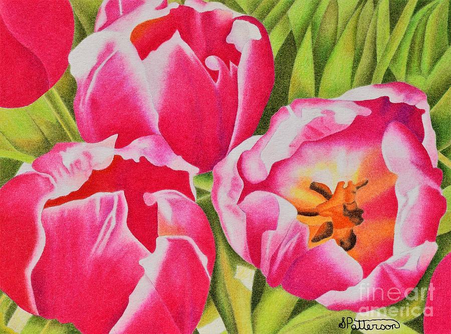 Pink Tulips Drawing by Sharon Patterson - Fine Art America