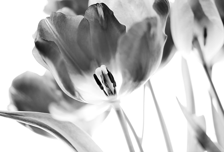 Tulip Photograph - Tulips by Silke Magino