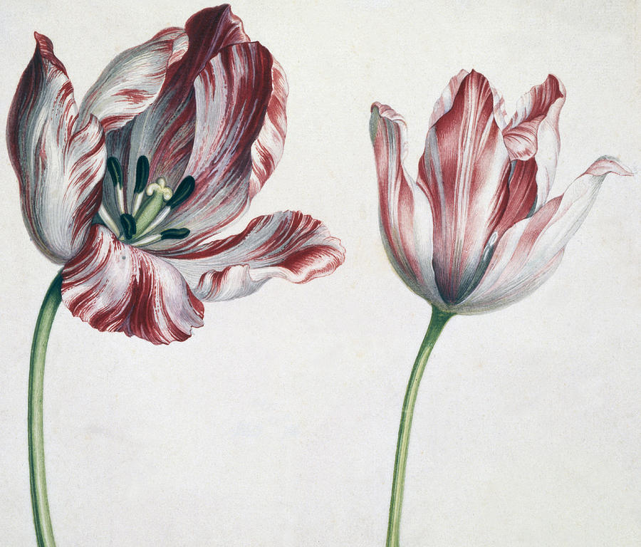 Simon Peeterz Verelst Painting - Tulips by Simon Peeterz Verelst