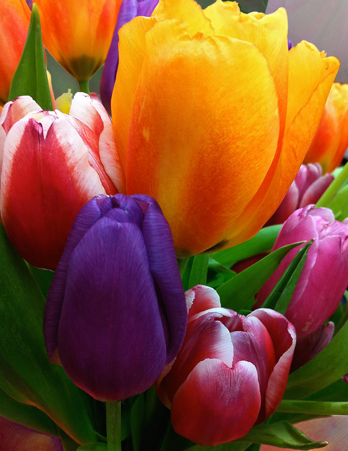 Tulips Smiling Photograph by Marie Hicks