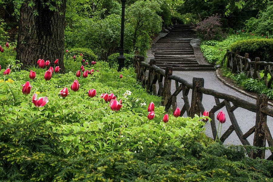Tulips, Stairs And Rustic Fences Photograph