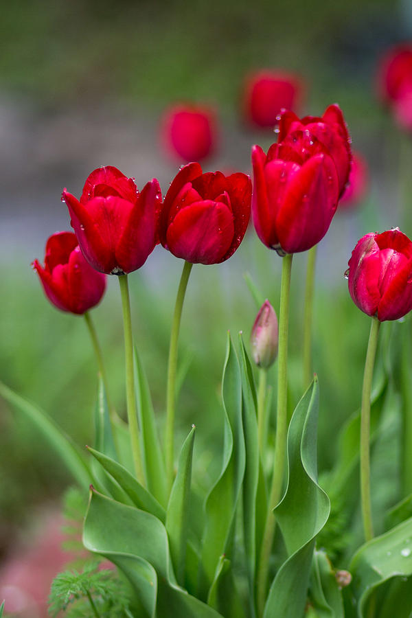 Tulips Standing Tall Photograph by Lisa Lemmons-Powers