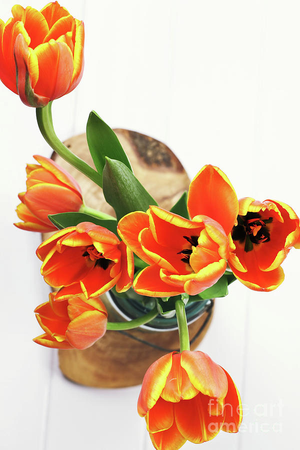 Tulip Pyrography - Tulips by Stephanie Frey