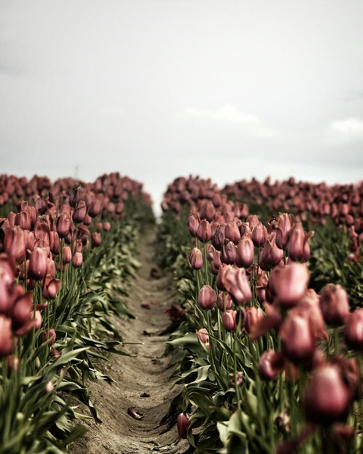 Tulip Photograph - Tulips by Steven Lillis