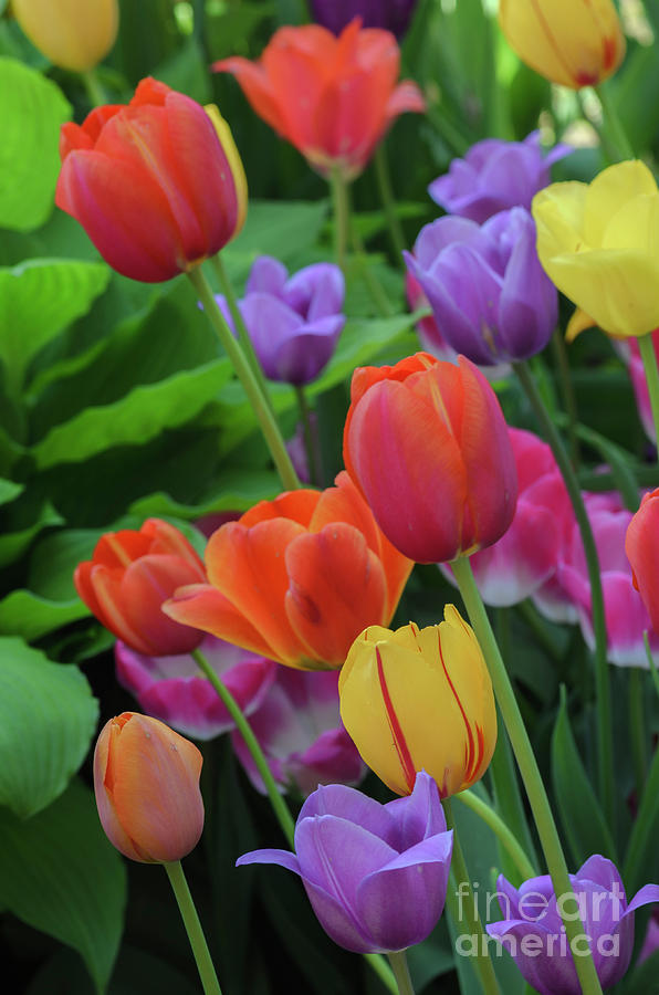 Tulips Photograph by Tamara Becker