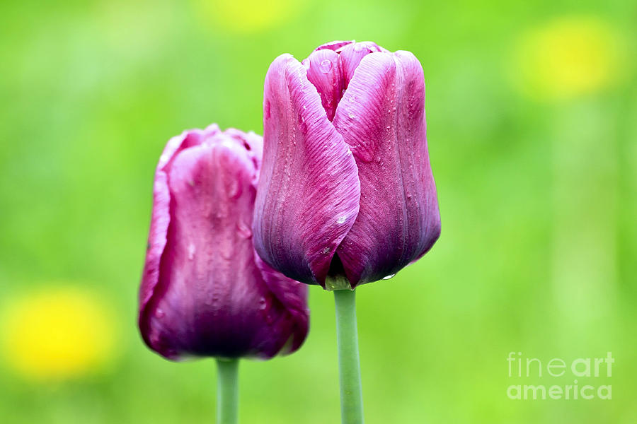 Tulips Photograph by Teresa Zieba